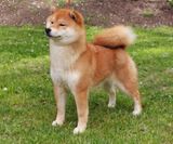 Shiba_Lilly_18 months (4)